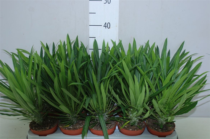 <h4>Pachypodium Lamerei</h4>