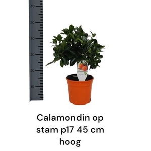 Calamondin op stam