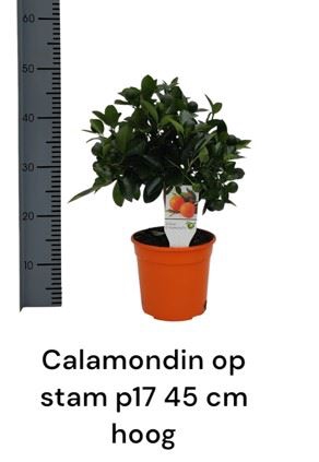 <h4>Calamondin op stam</h4>