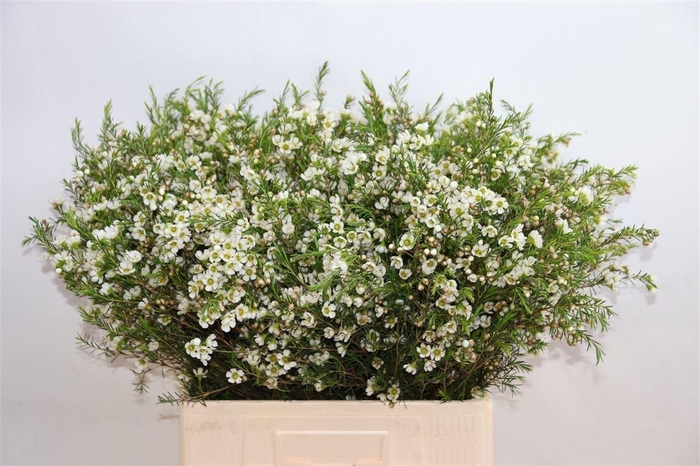 <h4>Chame Crystal Pearl</h4>