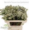 Berzelia Squarrosa (paleacea)
