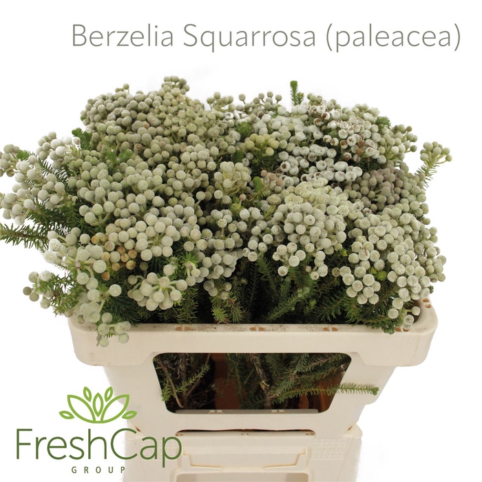 <h4>Berzelia Squarrosa (paleacea)</h4>