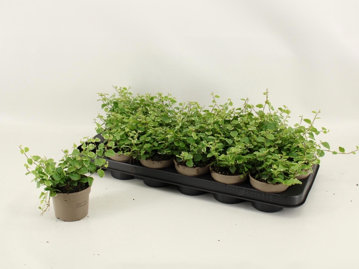 <h4>FIC PU WHITE SUNNY</h4>