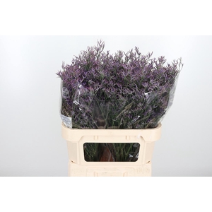 Lim Safora Dark Blue