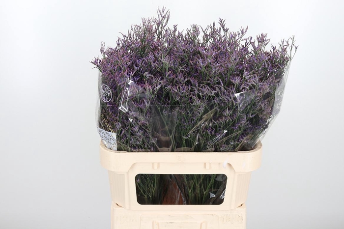 <h4>Lim Safora Dark Blue</h4>