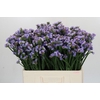 Limonium sinuatum Donau Birds