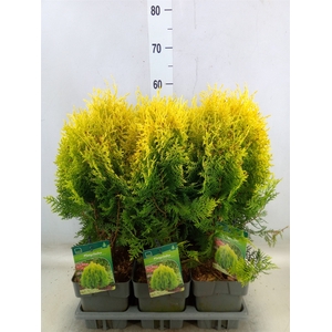 Platycladus orient. 'Aurea Nana'