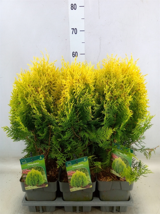 <h4>Platycladus orient. 'Aurea Nana'</h4>