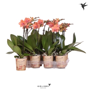 Kolibri Orchids Phalaenopsis Orange 1 spike