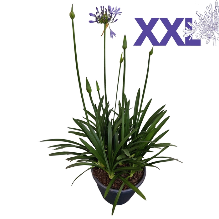 <h4>Agapanthus 7 stek blauw pot 32 grootbl. knoppen boven gewas</h4>