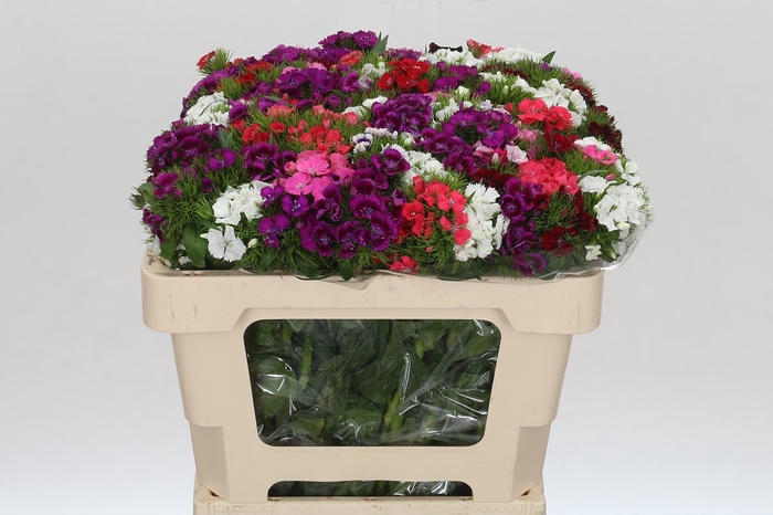 <h4>Dianthus Br Mix Rainbow</h4>