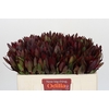 Leucadendron Saf Sunset Dark R.