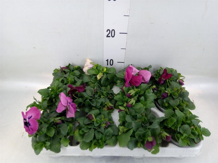 <h4>Viola wr. 'Evo Pink Shades'</h4>