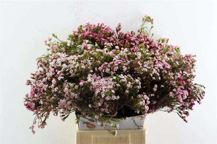 <h4>Erica 4 Sisters P Bunch</h4>