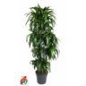 <h4>120-carrousel 8 stek/pot</h4>