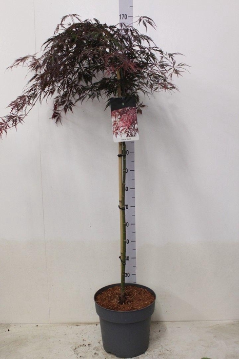 <h4>Acer palmatum 'Garnet' op stam P32 potgekweekt</h4>