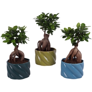 Ficus m. Ginseng Ball Shape Ø15cm in Ø17cm Ceramic FB674