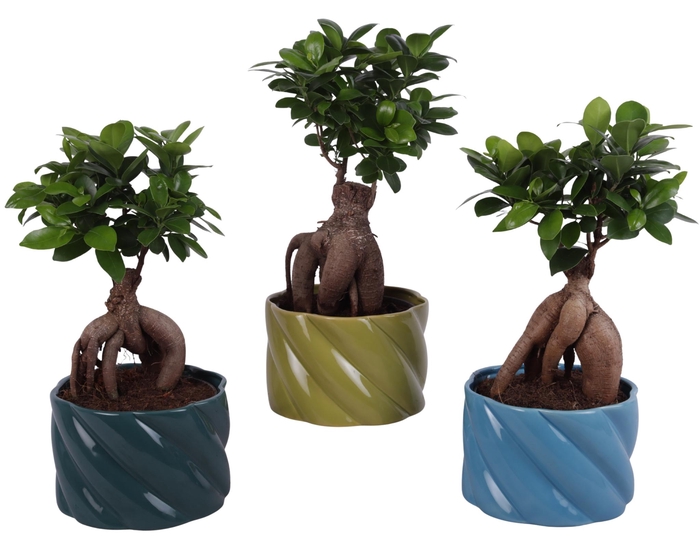 <h4>Ficus m. Ginseng Ball Shape Ø15cm in Ø17cm Ceramic FB674</h4>