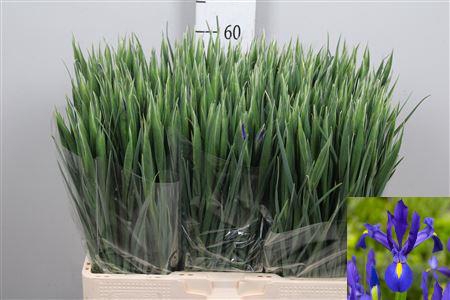 <h4>Iris Blue Magic</h4>
