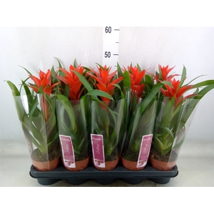 Guzmania  'Ostara'