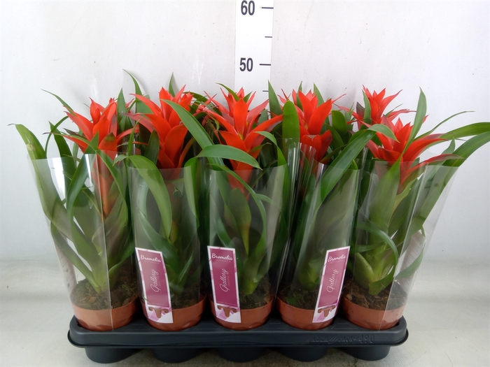 <h4>Guzmania  'Ostara'</h4>
