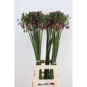 ALLIUM NECT SICULUM BULGAR