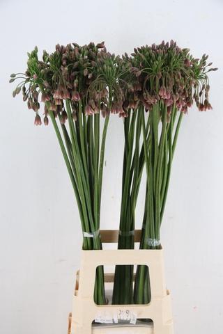 <h4>ALLIUM NECT SICULUM BULGAR</h4>