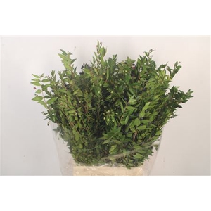 Myrthe Berry Per Bunch 250 Gram