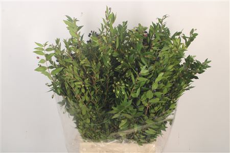 <h4>Myrthe Berry Per Bunch 250 Gram</h4>