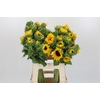 Helianthus Orange Fire