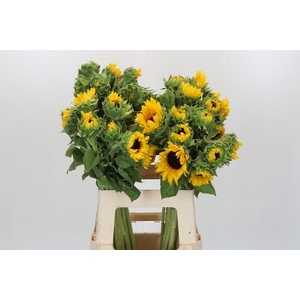 Helianthus Orange Fire