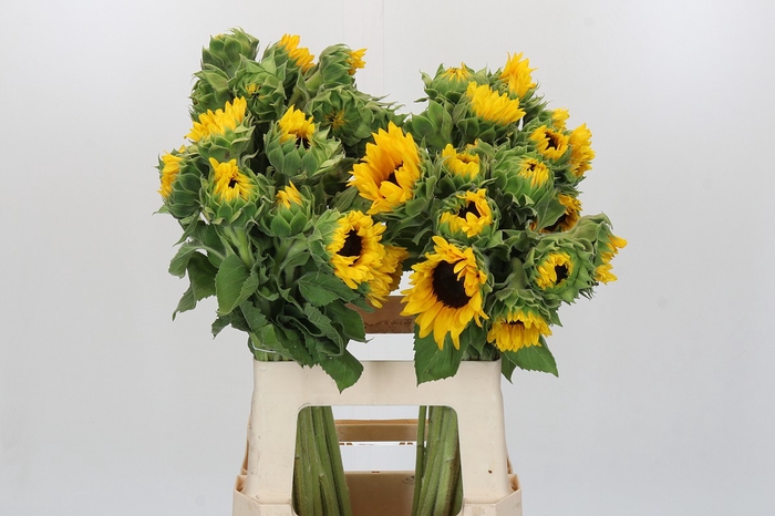 Helianthus Orange Fire