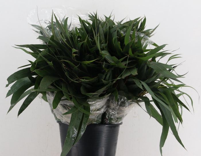<h4>EUC OV BLAD BS</h4>