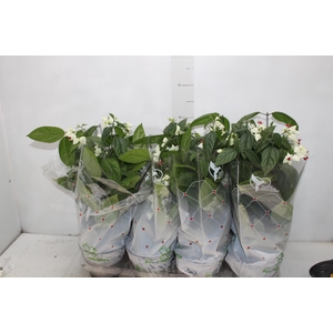 LAGRIMA DE CRISTO P15