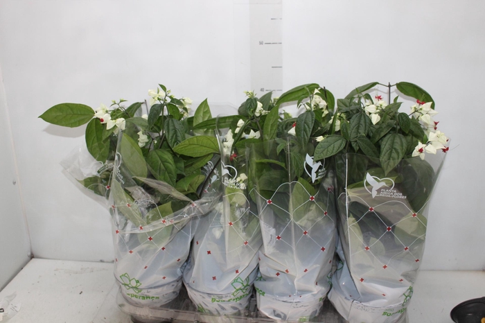 <h4>LAGRIMA DE CRISTO P15</h4>