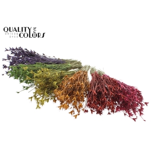 Nigella Oriëntalis per bunch Mixed Colours