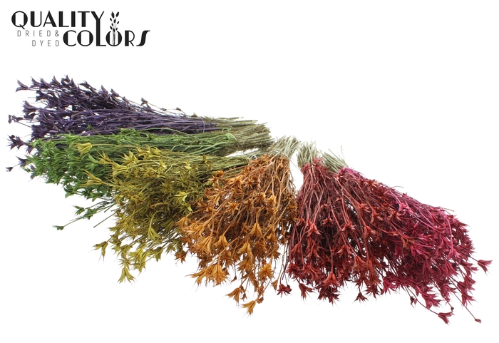 <h4>Nigella Oriëntalis per bunch Mixed Colours</h4>