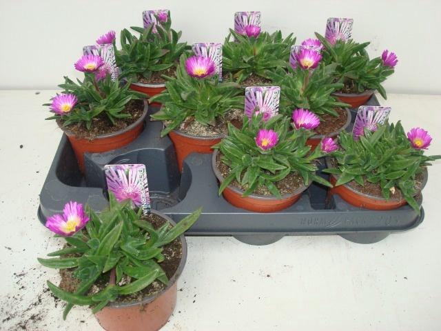 <h4>DELO SUTHERLANDII</h4>