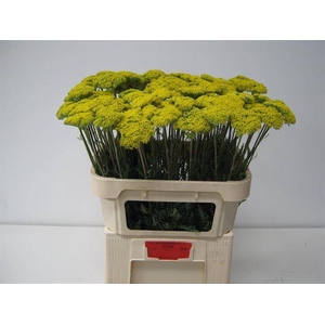 Achillea F Park Variety Akershoek