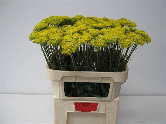 <h4>Achillea F Park Variety Akershoek</h4>