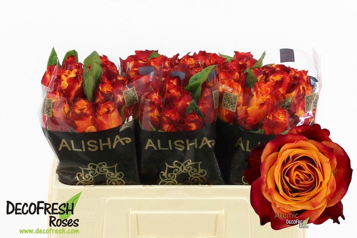 <h4>Rosa large atomic</h4>