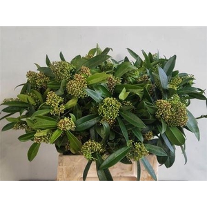 Skimmia C Kew Green Bs