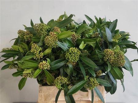 <h4>Skimmia C Kew Green Bs</h4>
