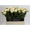 Paeonia Moon over Barrington