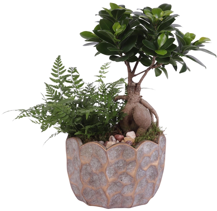 <h4>Yearround Arr. Indoor Ceramic Pure Luxury PL670 Ø18cm 2PP</h4>