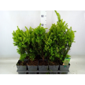 Taxus media 'Hillii'