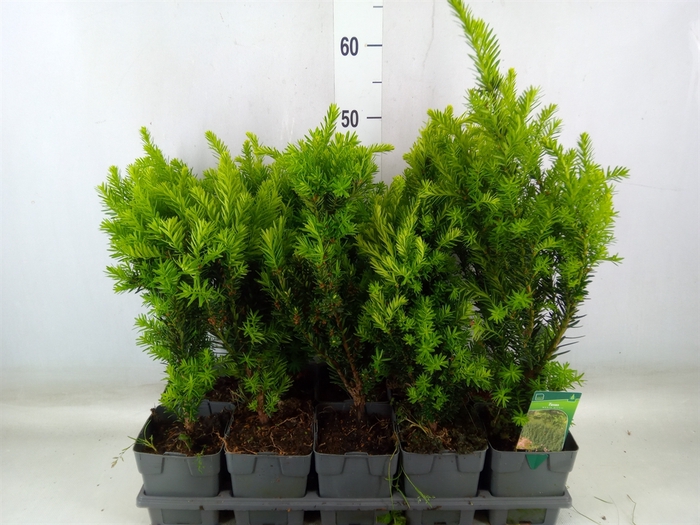 <h4>Taxus media 'Hillii'</h4>