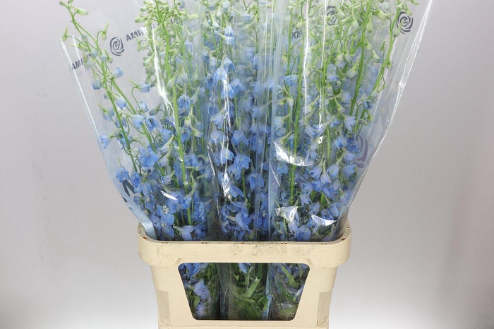 <h4>Delph En Sky Waltz</h4>