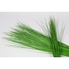 Steelgrass (air)