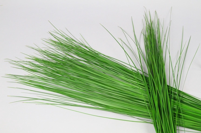 Steelgrass (air)